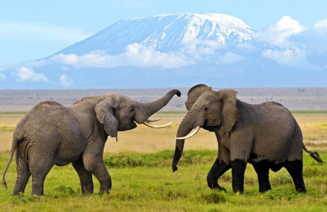 Amboseli National Park Wilderness Safari