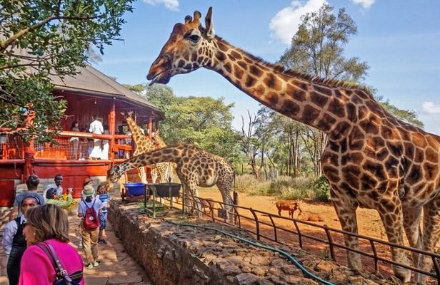 Nairobi National Park & Giraffe Centre Tour