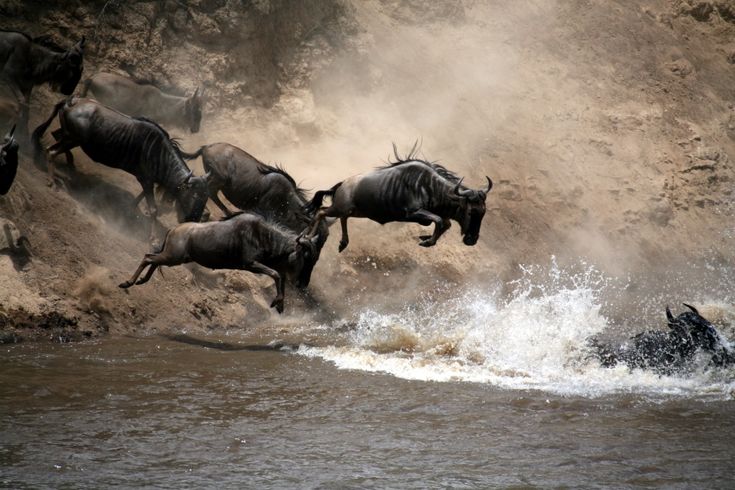 Masai Mara Migration Experience